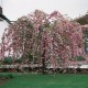 Cires japonez Umbrela Roz   Pa175cm 